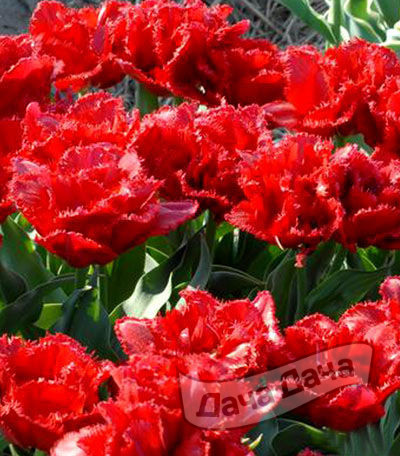 Тюльпан махровый бахромчатый Лайон Кинг