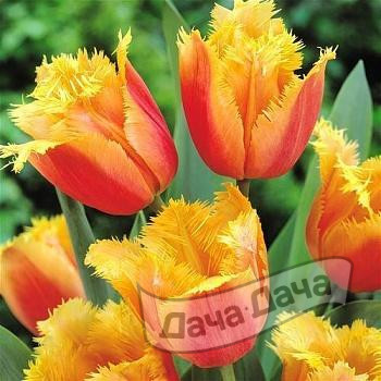 Тюльпан бахромчатый Ламбада