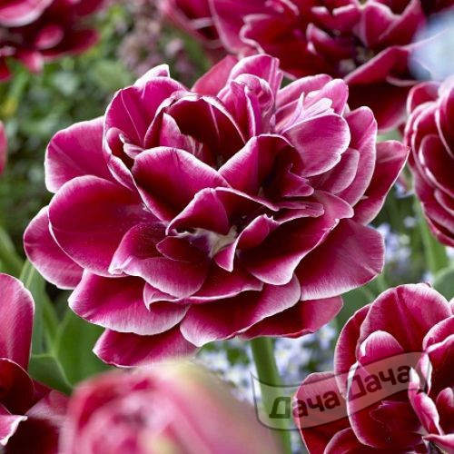 Тюльпан махровый поздний Дрим Тач