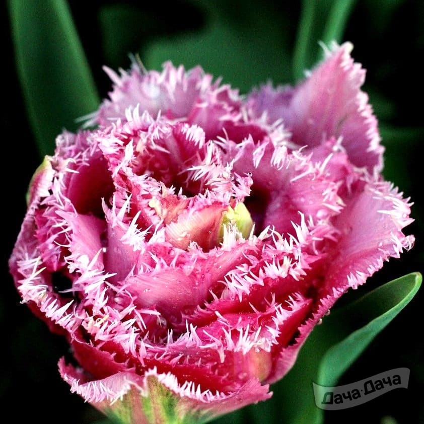 Тюльпан махровый бахромчатый Мэтчпоинт