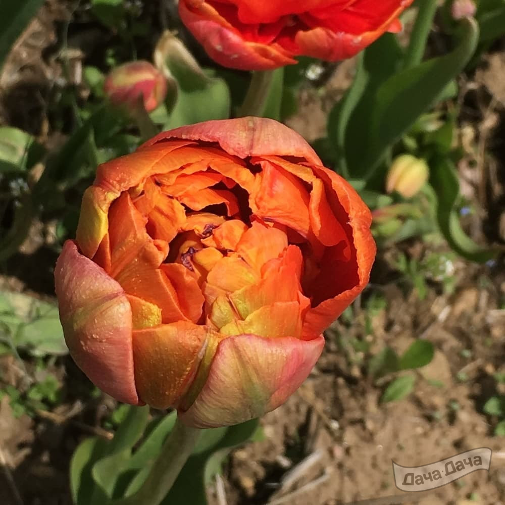 Тюльпан махровый поздний Принцесс Уник