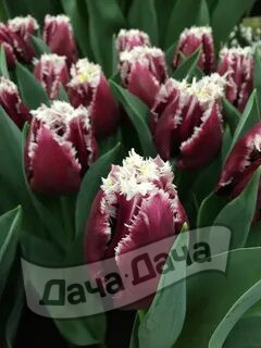 Тюльпан бахромчатый Сан Пабло