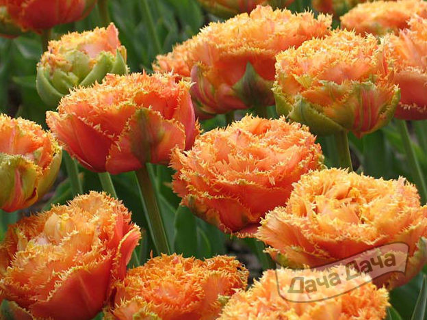 Тюльпан махровый бахромчатый Сеншл Тач