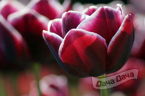 Тюльпан триумф Александр Пушкин