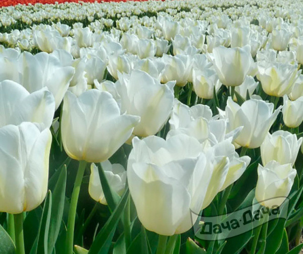 Тюльпан триумф Болрояль Силвер