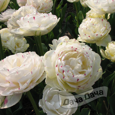 Тюльпан махровый поздний Дэнс Лайн