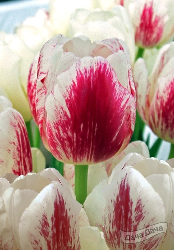 Тюльпан триумф Ди Ди