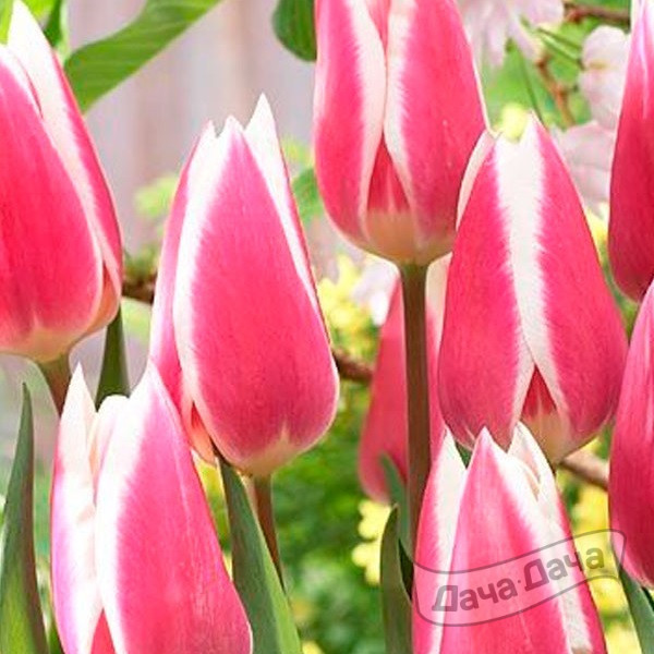 Тюльпан триумф Эрли Сюрпрайз