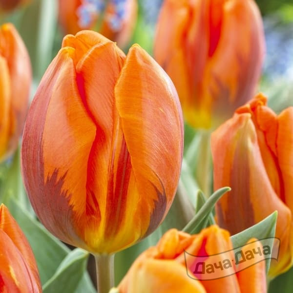 Тюльпан Эрмитаж