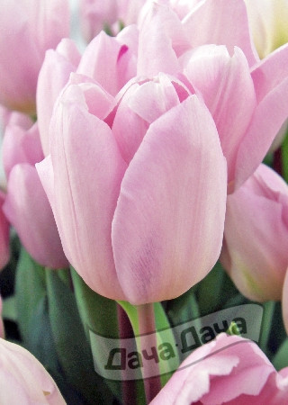 Тюльпан триумф Фэй