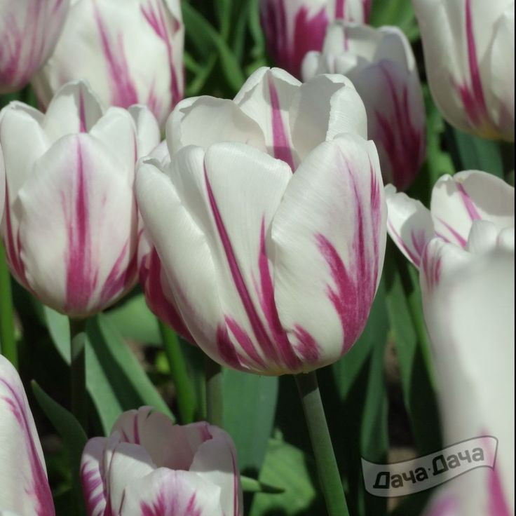 Тюльпан триумф Флейминг Эдж