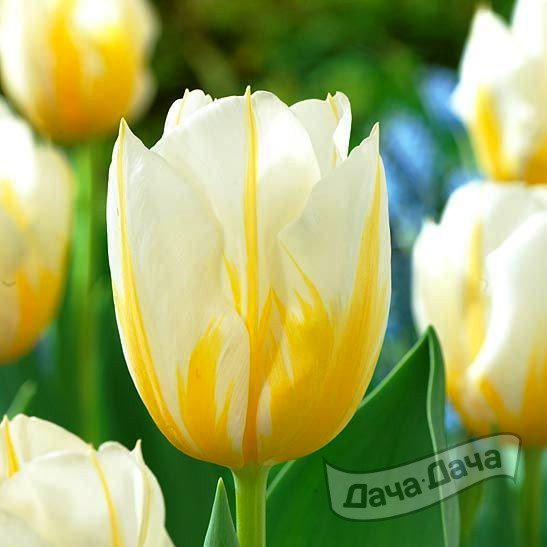 Тюльпан триумф Флейминг Кокуэтт