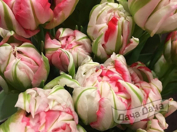 Тюльпан махровый ранний Флэшпоинт