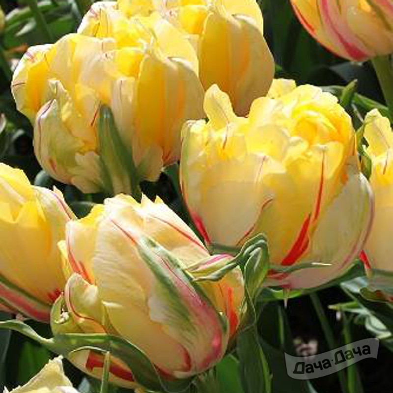 Тюльпан махровый ранний Фреджус