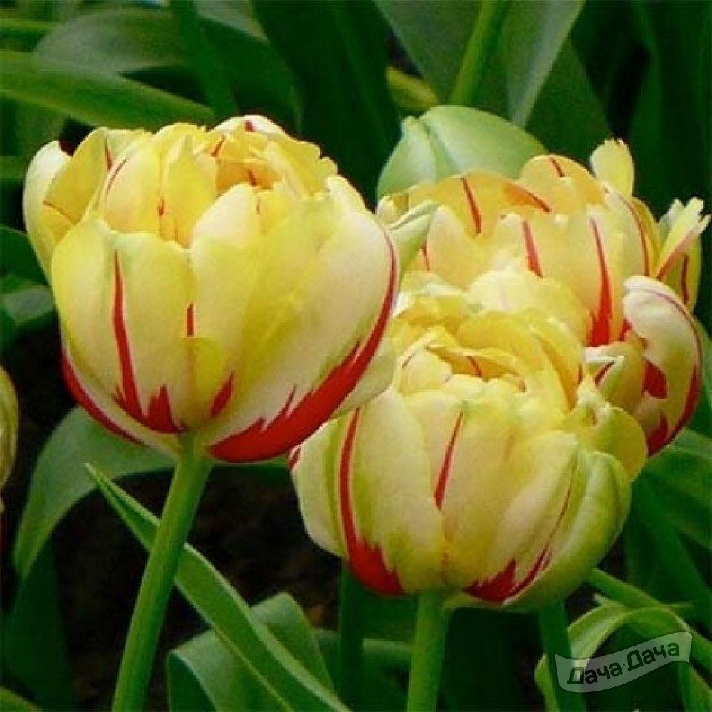 Тюльпан махровый поздний Гламур Уник