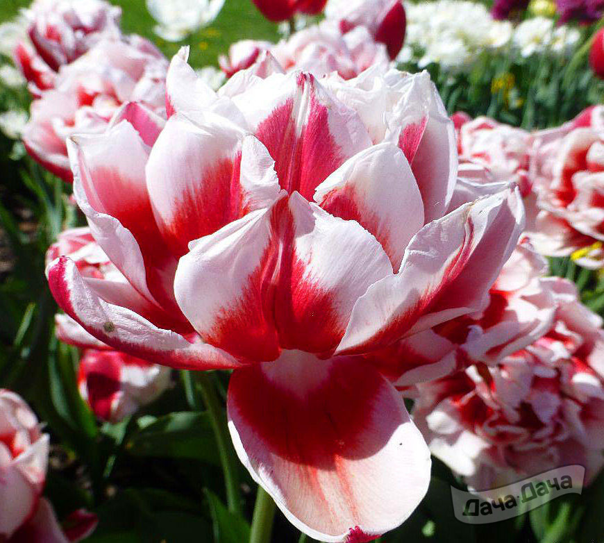 Тюльпан махровый поздний Горизонт