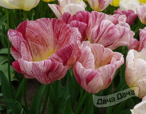 Тюльпан триумф Канок