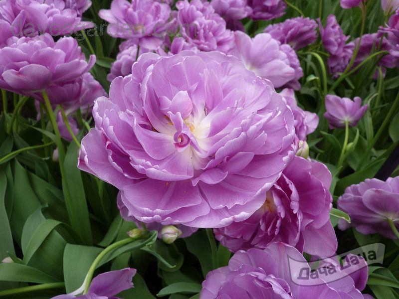 Тюльпан махровый Лайлак Перфекшион