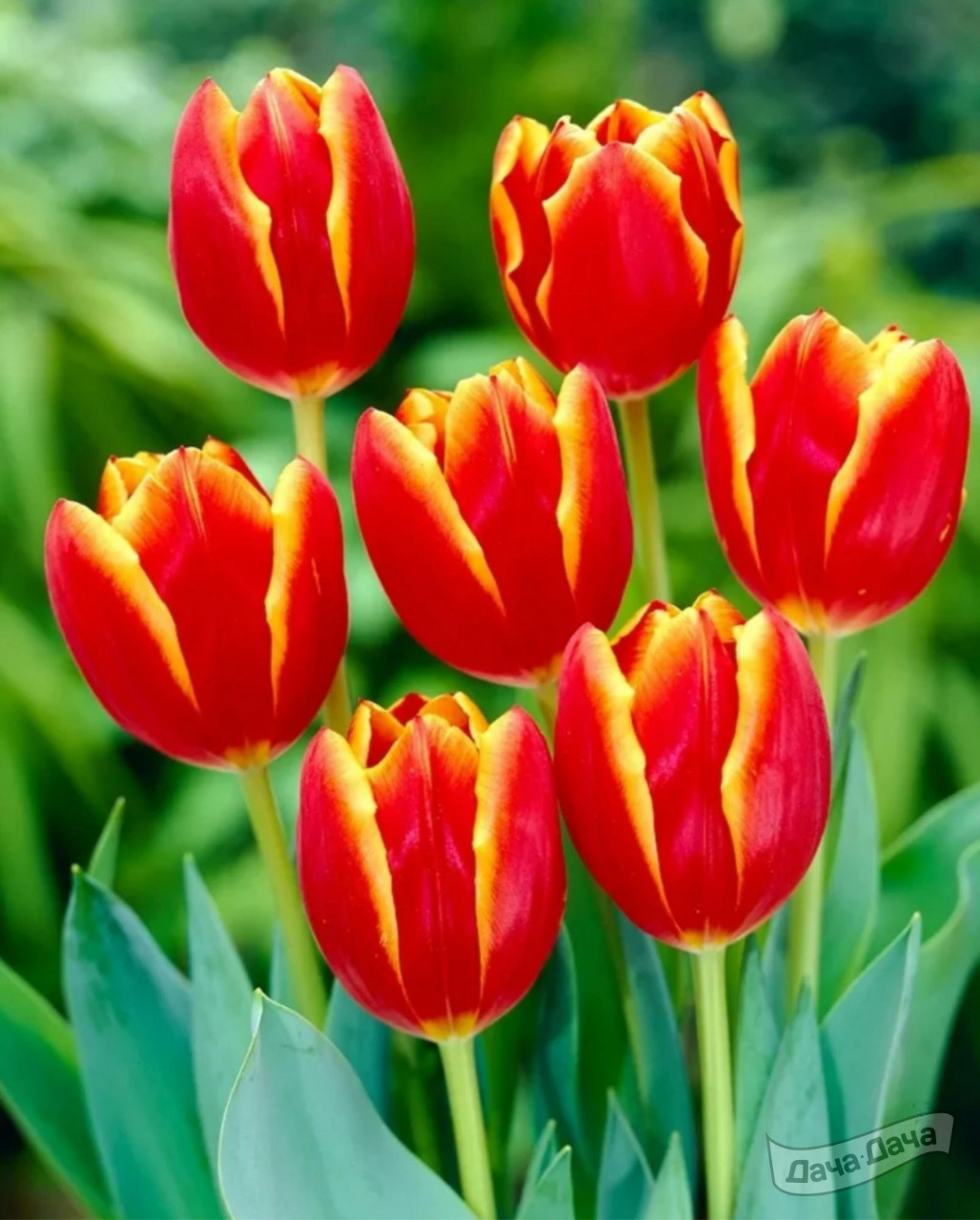 Тюльпан триумф Лаура Фуджи