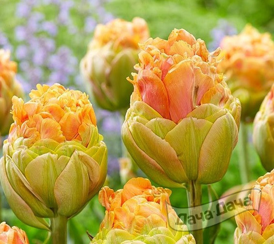 Тюльпан махровый Ле Лаванду