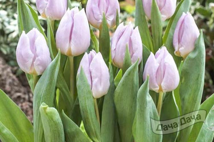 Тюльпан триумф Мистик Принс