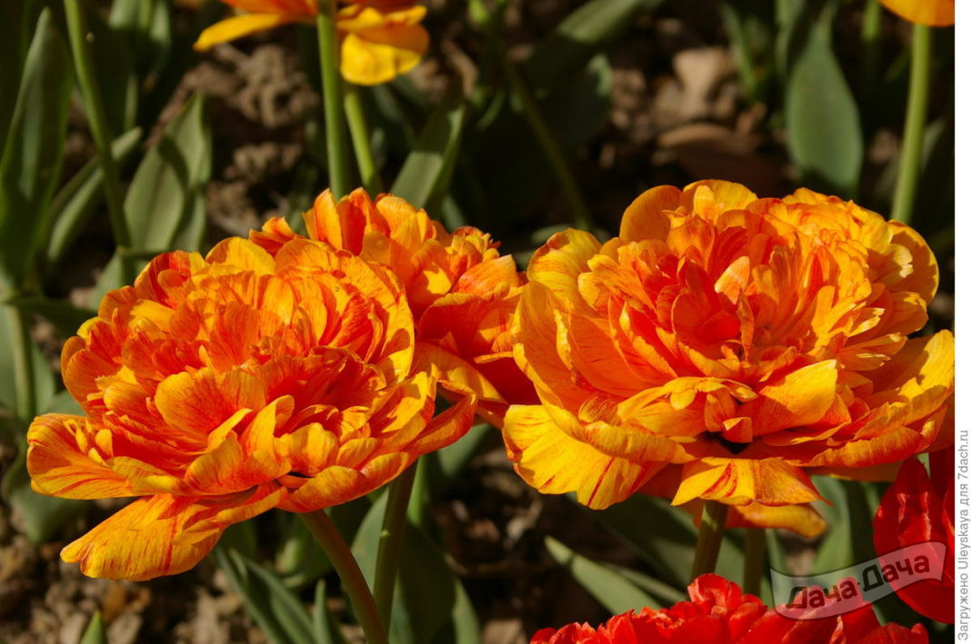 Тюльпан махровый поздний Монте Флейм