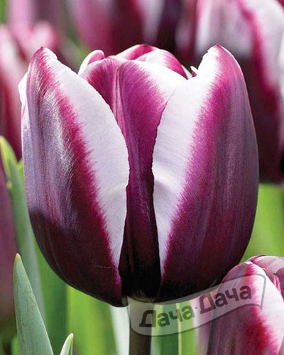 Тюльпан триумф Муралто