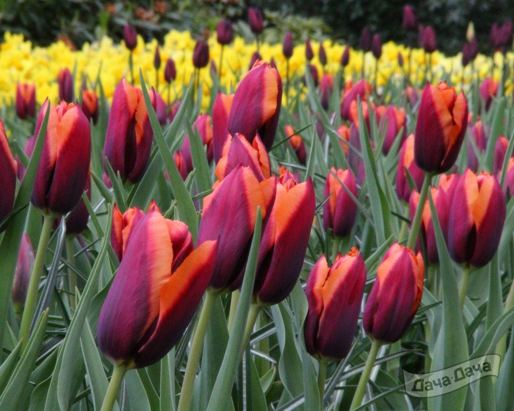 Тюльпан триумф Мувота