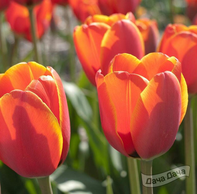 Тюльпан триумф Оранж Легенд