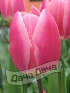 Тюльпан триумф Пинк Сюрпрайз