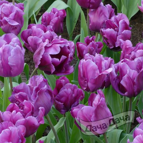 Тюльпан триумф Пёпл Рейн