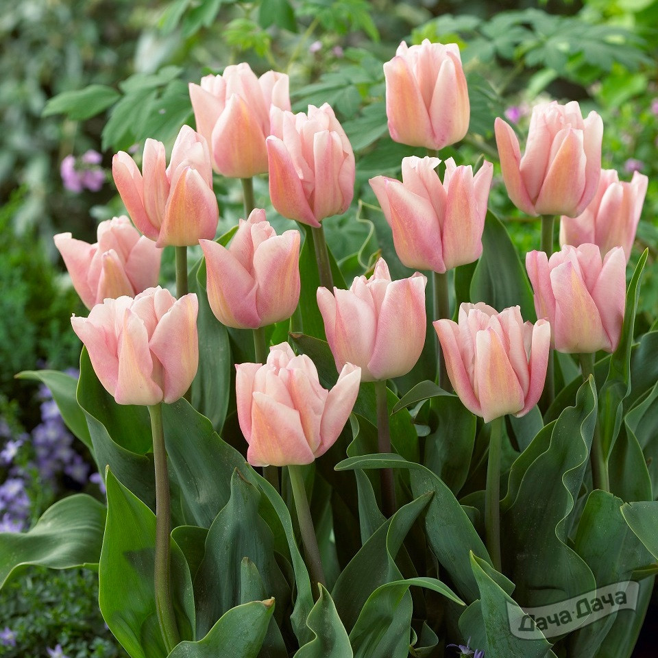 Тюльпан триумф Реджойс