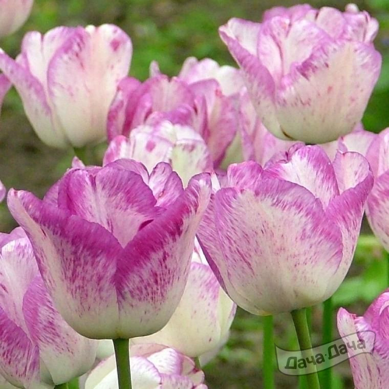 Тюльпан триумф Ширли