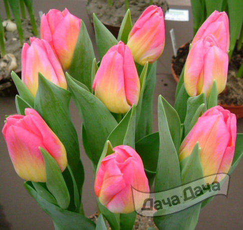 Тюльпан триумф Том Поус