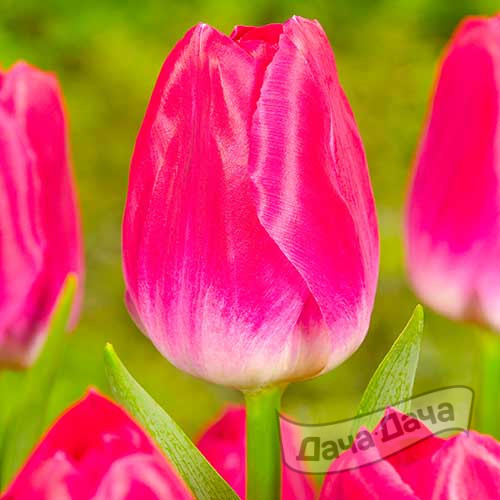 Тюльпан триумф Альфа