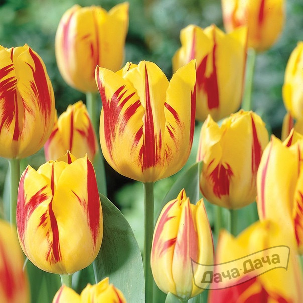 Тюльпан триумф Вашингтон