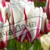 Тюльпан триумф Ворлд Экспрессион