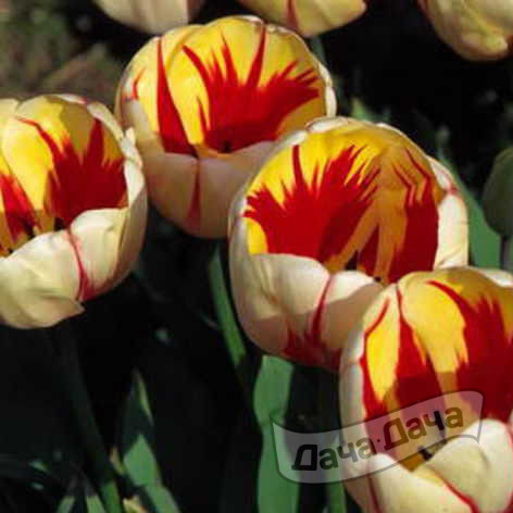Тюльпан Бернинг Харт (дарвиновы гибриды) (Tulipa Darwin Hybrids Burning ...