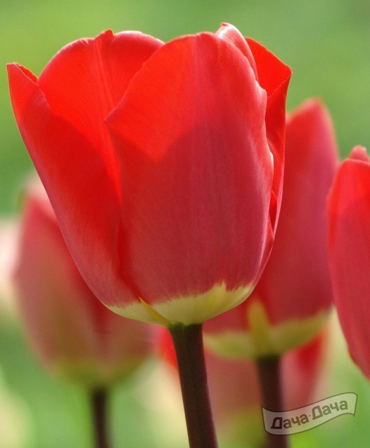 Тюльпан Фостери Кинг (дарвиновы гибриды)
