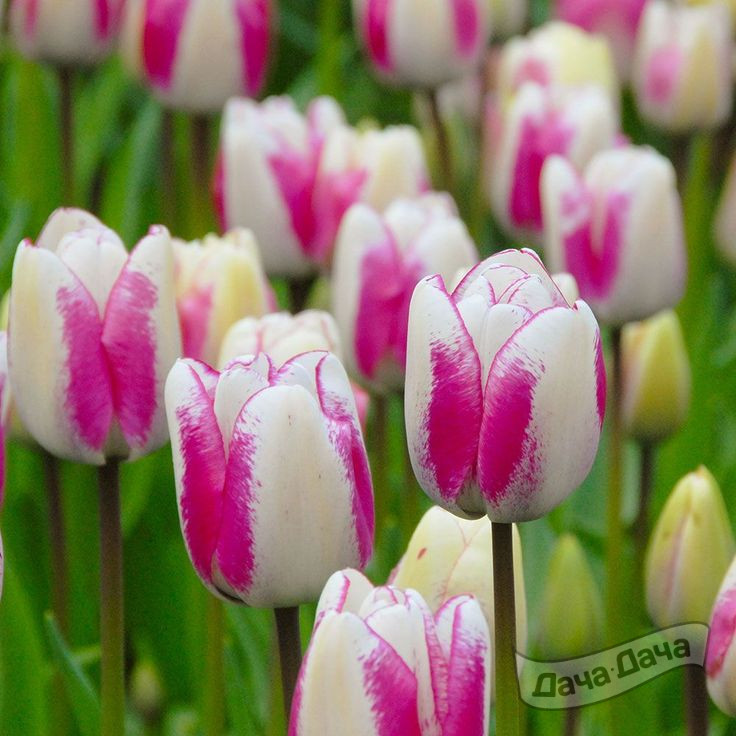 Тюльпан триумф Хотплантс