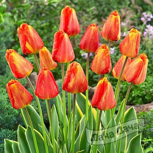 Тюльпан Мистик Гарант (дарвиновы гибриды)