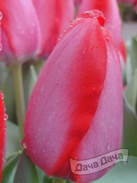 Тюльпан Трик (дарвиновы гибриды)