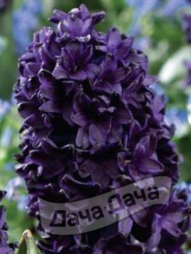 Гиацинт Блю Сапфир