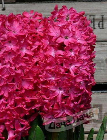 Гиацинт Джан Бос