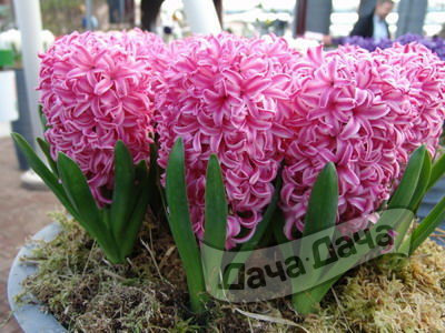 Гиацинт Фондант