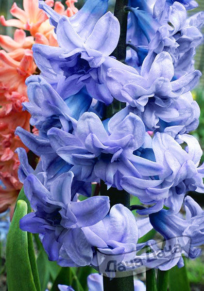 Гиацинт махровый Генерал Кёхлер