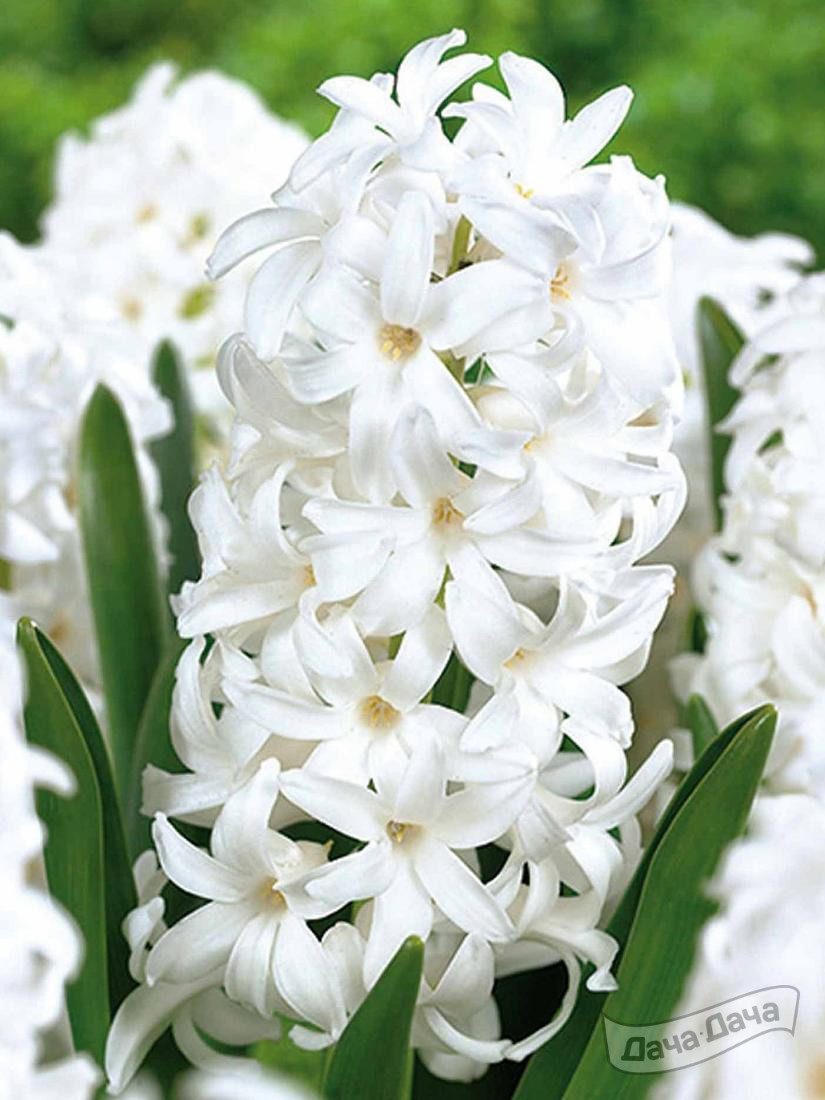 Гиацинт Карнеги