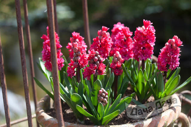 Гиацинт махровый Холлихок