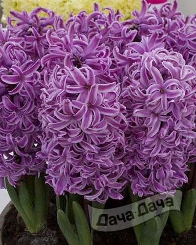 Гиацинт Виолет Пёрпл