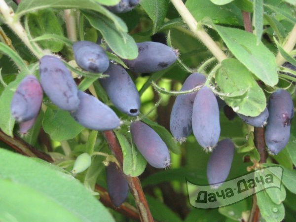 Жимолость - осенние сроки посадки, вегетация, уход   